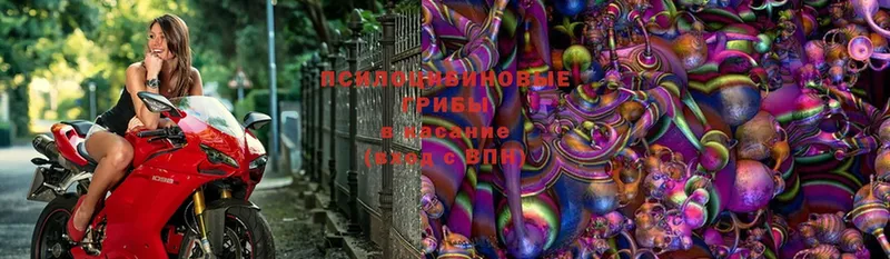 Галлюциногенные грибы Magic Shrooms  Ноябрьск 